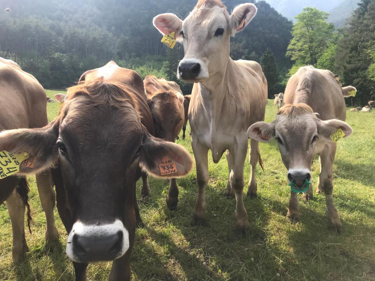 Dimora Natura-Riserva Naturale Valle Di Bondo Tremosine Eksteriør billede